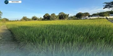 Rice Trial Enters Final Stage Ahead of Harvest