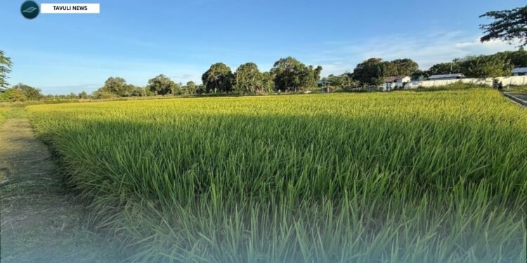 Rice Trial Enters Final Stage Ahead of Harvest