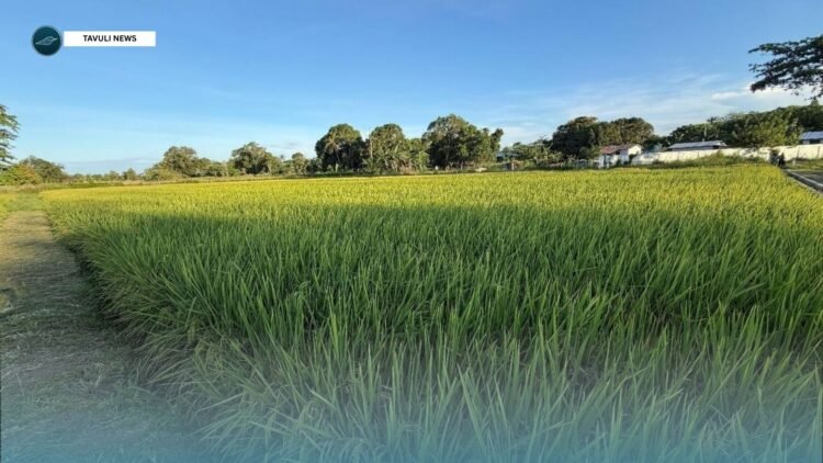 Rice Farm Trial