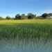 Rice Trial Enters Final Stage Ahead of Harvest