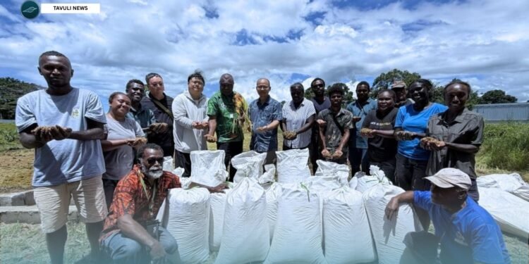 Dodo Creek Rice Trial Records First Harvest
