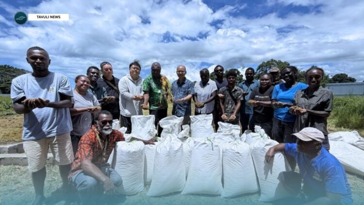 Rice Trial Project now in its harvesting stage